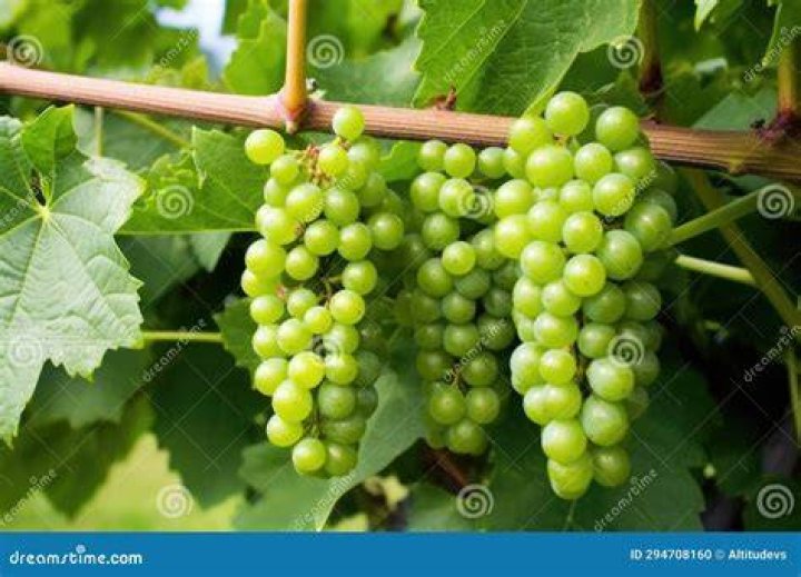 Are green grapes unripe?