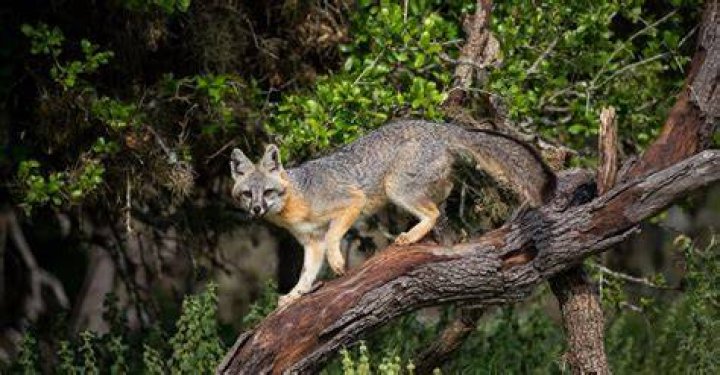 Are there Foxes in New Mexico?