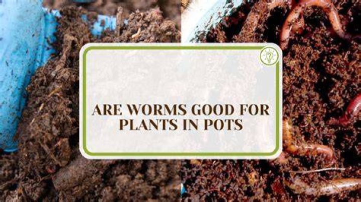 Are Worms good for your soil?