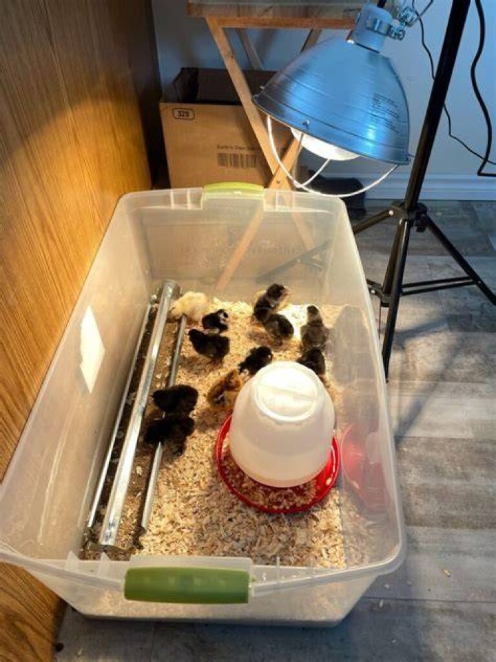 Can I keep baby chicks in my house?
