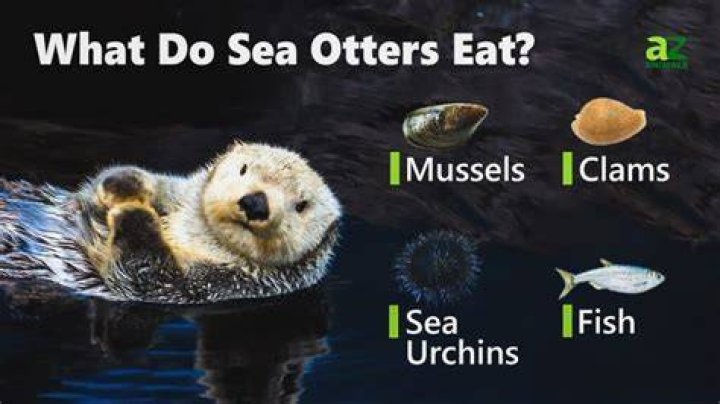 Do sea otters get eaten by sharks?