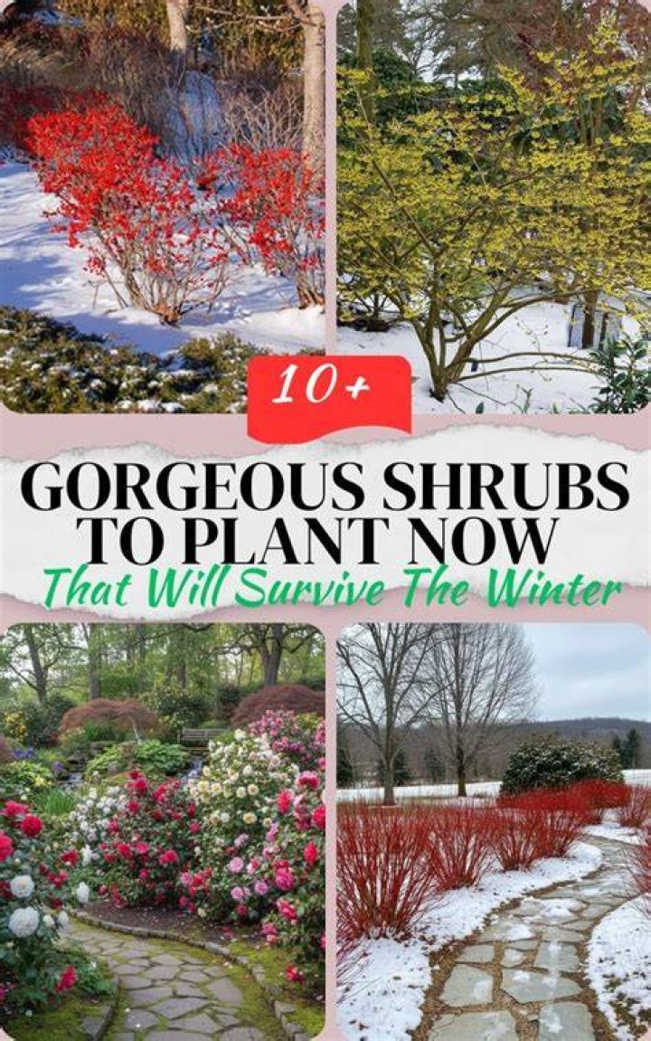 Do shrubs survive winter? | ContextResponse.com