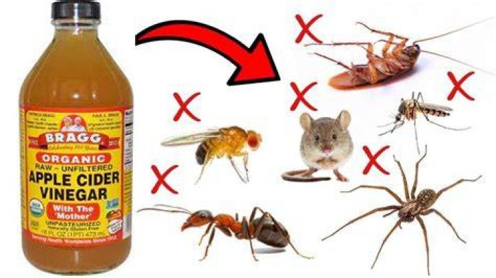 Does apple cider get rid of ants?