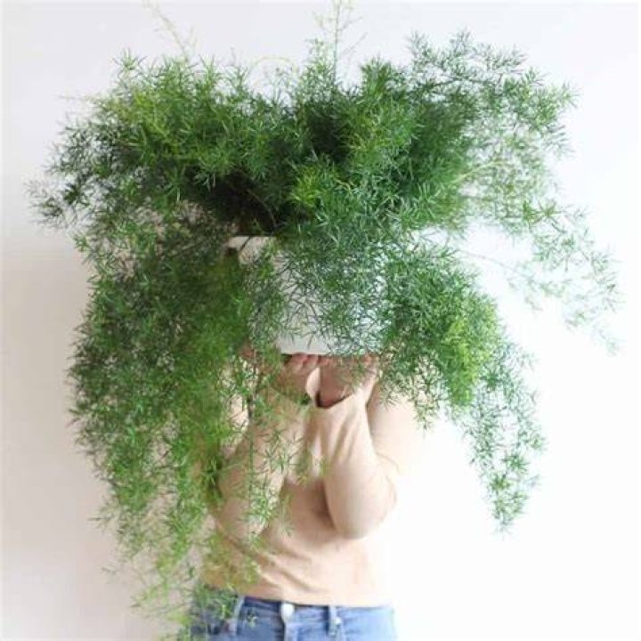 How do you care for a Sprengeri Fern?