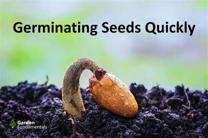 How do you germinate cottonwood seeds?