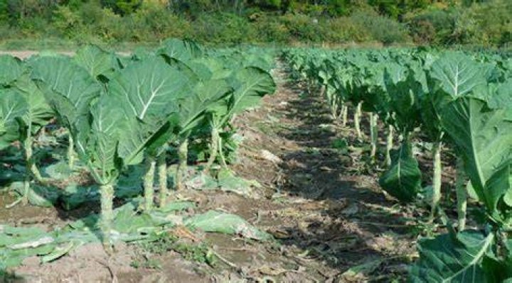 How do you plant collard seeds?