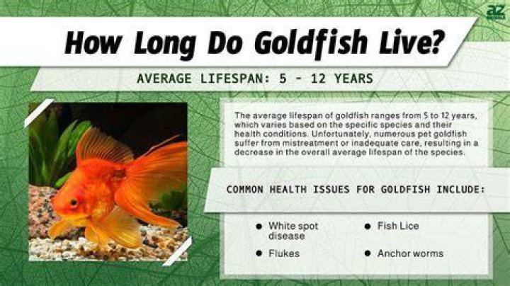 How long do Comet goldfish live for?