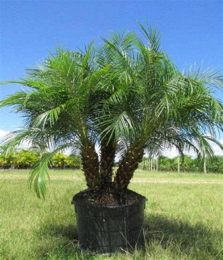 How much do pygmy palms cost?