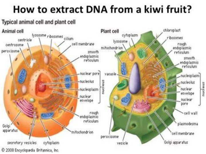 Is it easier or harder to extract DNA from animal cells than from plant cells?
