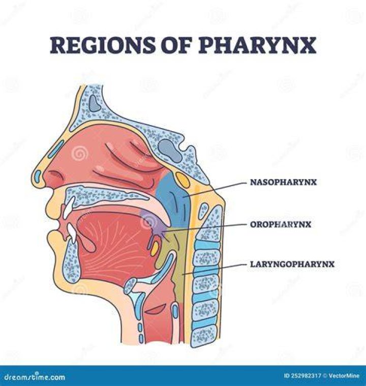 Is the pharynx the throat?