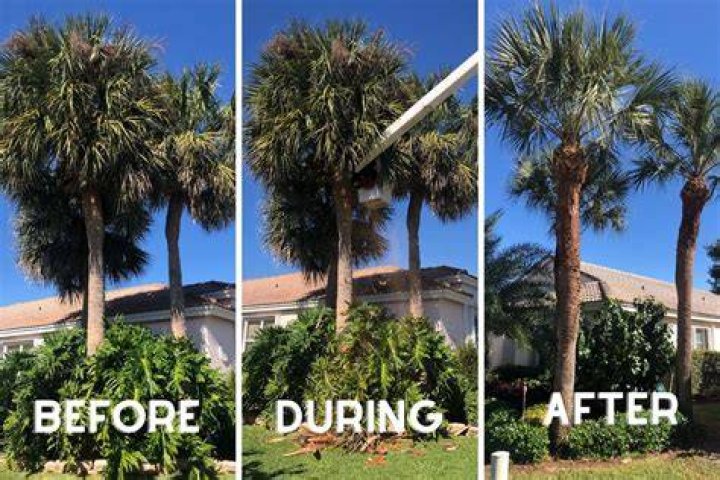 Should you trim palm trees?