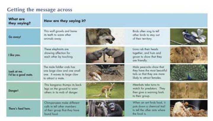 What are 3 ways animals communicate?