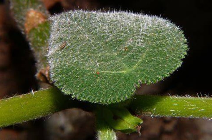 What happens if you touch a Gympie Gympie plant?