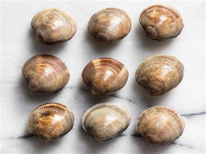 What is the difference between Little Neck and Cherrystone clams?
